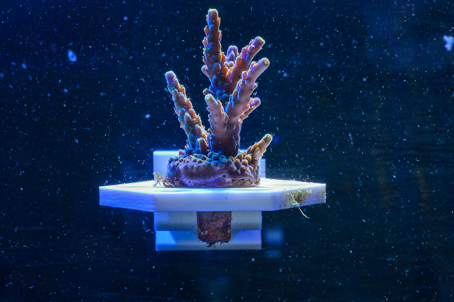 Tri-Color Acro